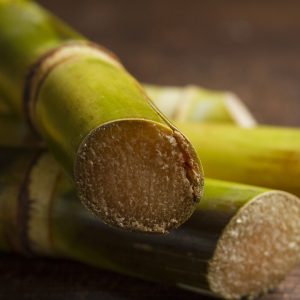 Sugarcane